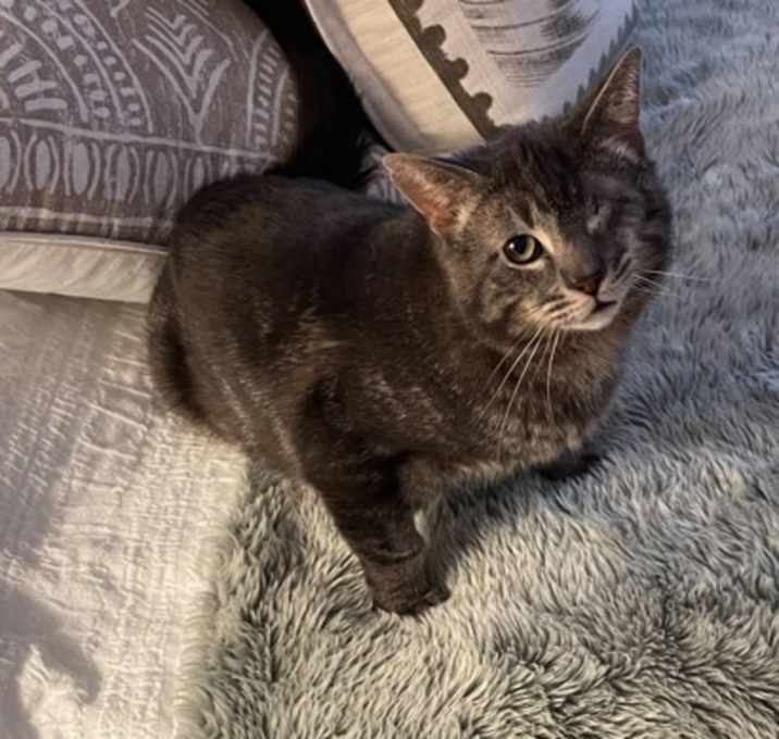 Photo of Pumba