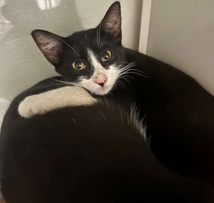 Photo of Wesson