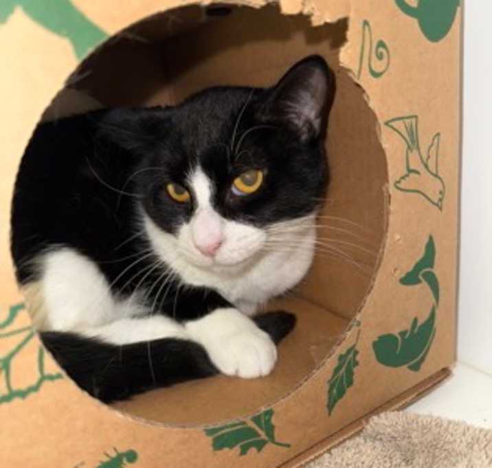 Photo of Opey