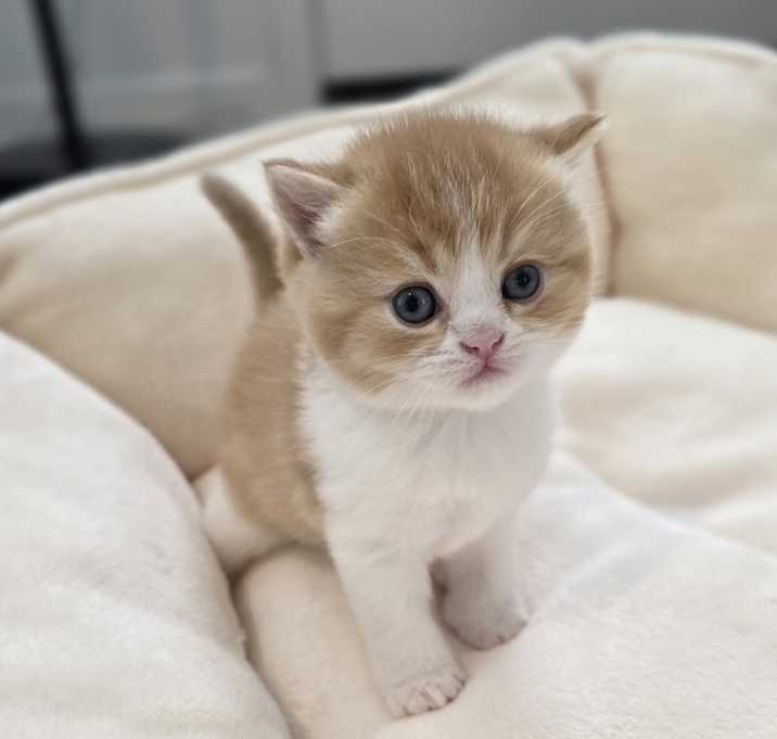 Photo of Simba