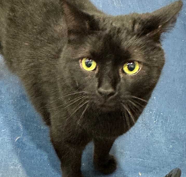 Photo of Onyx