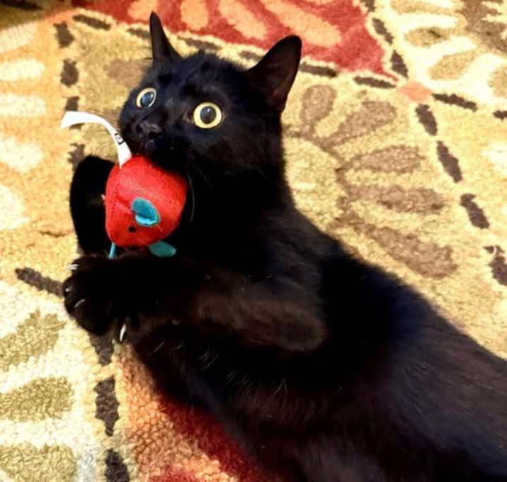 Photo of Owl Kitty