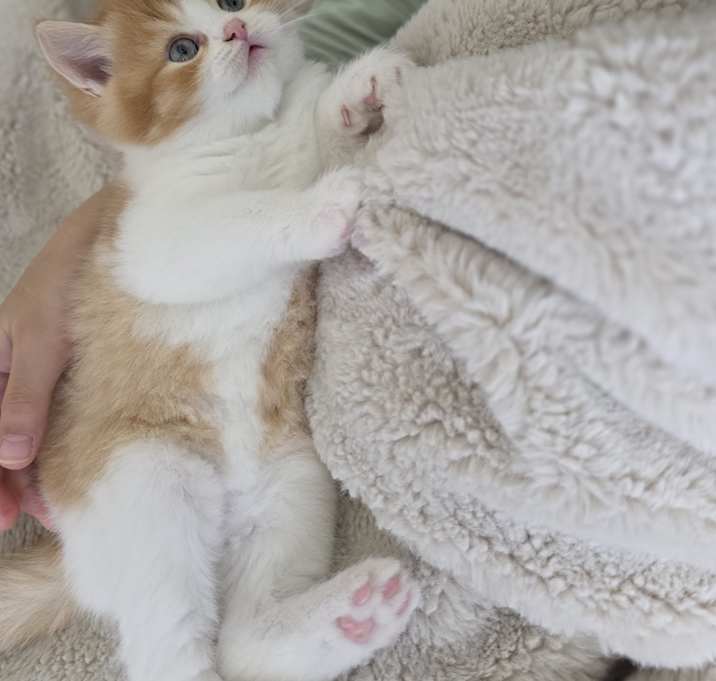 Photo of Teddy