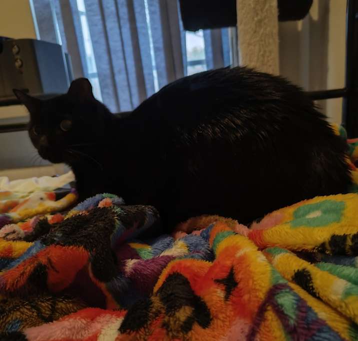 Photo of Mochi