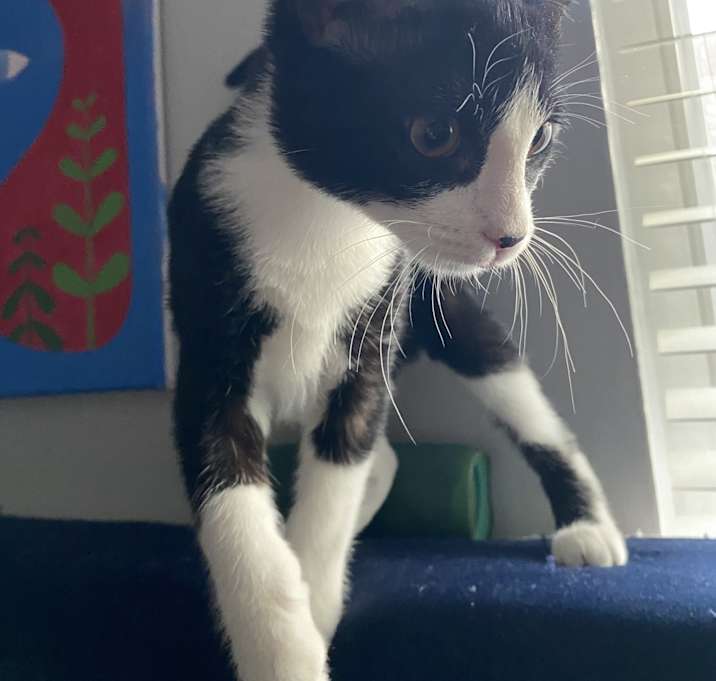 Photo of Dash
