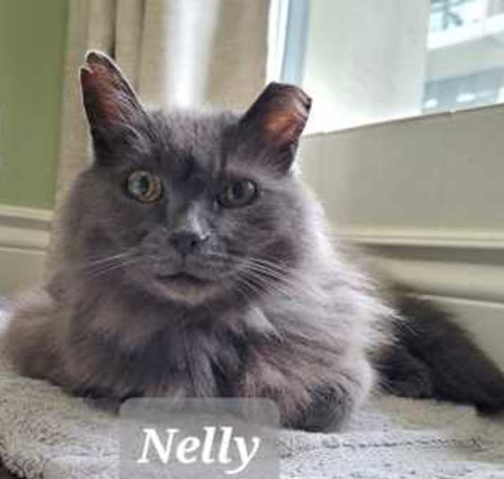 Photo of Nelly