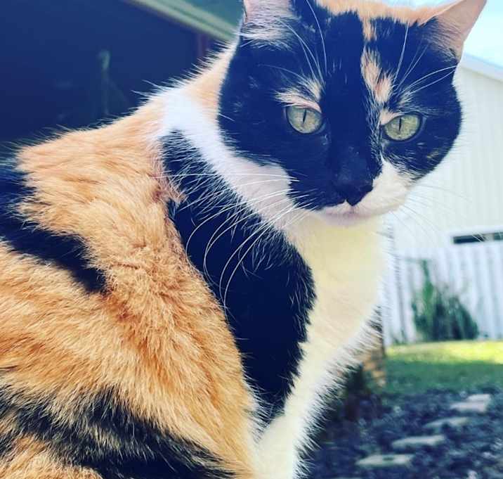 Photo of Callie