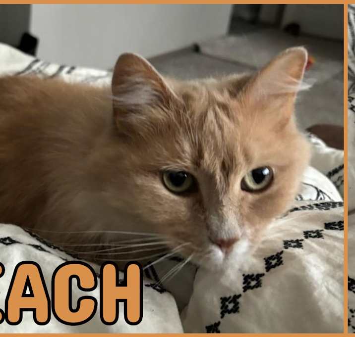 Photo of Peach