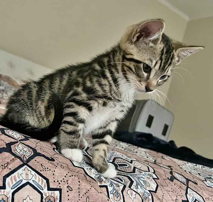 Photo of Buster