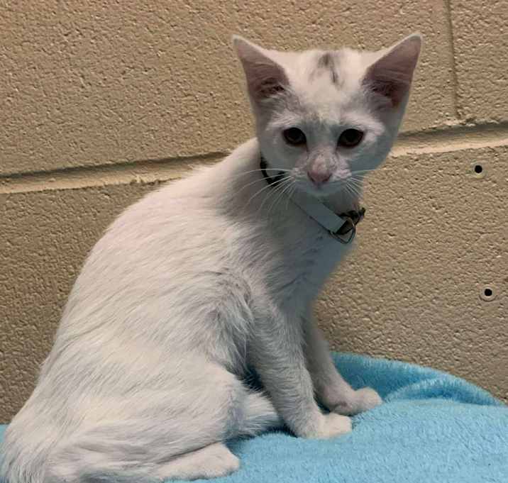 Photo of Marshmallow