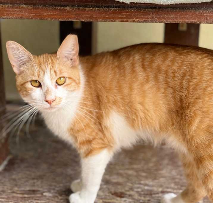 Photo of SATSUMA