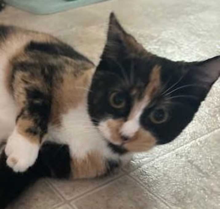 Photo of Muffin Cup