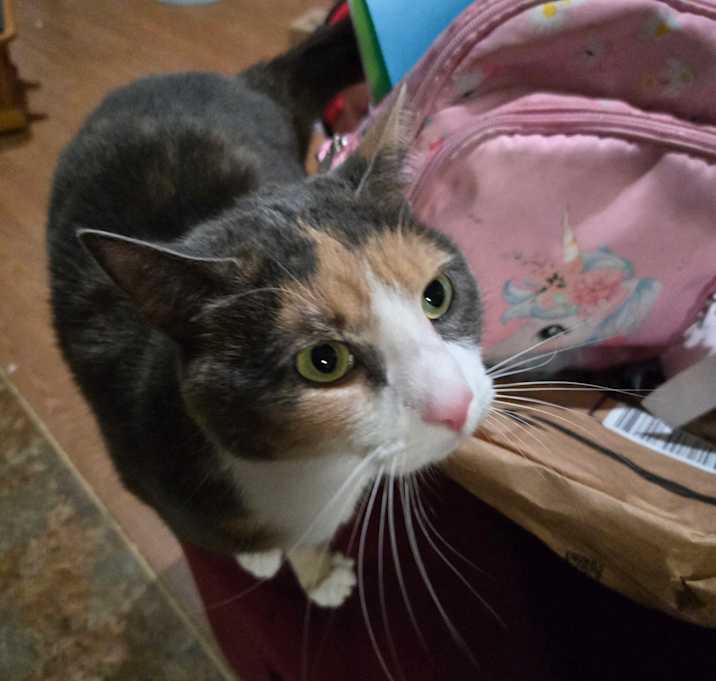 Photo of Ballerina Kitty