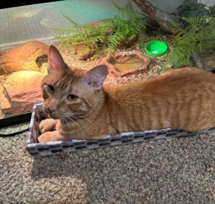 Photo of Cheddar
