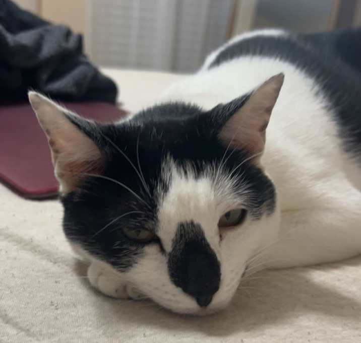 Photo of mochi