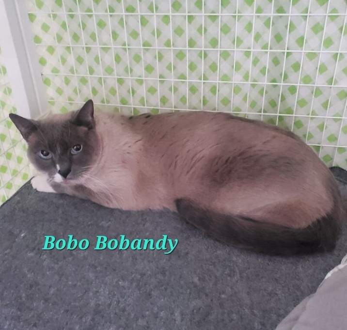 Photo of Bobo Bobandy(Beau Frankie)