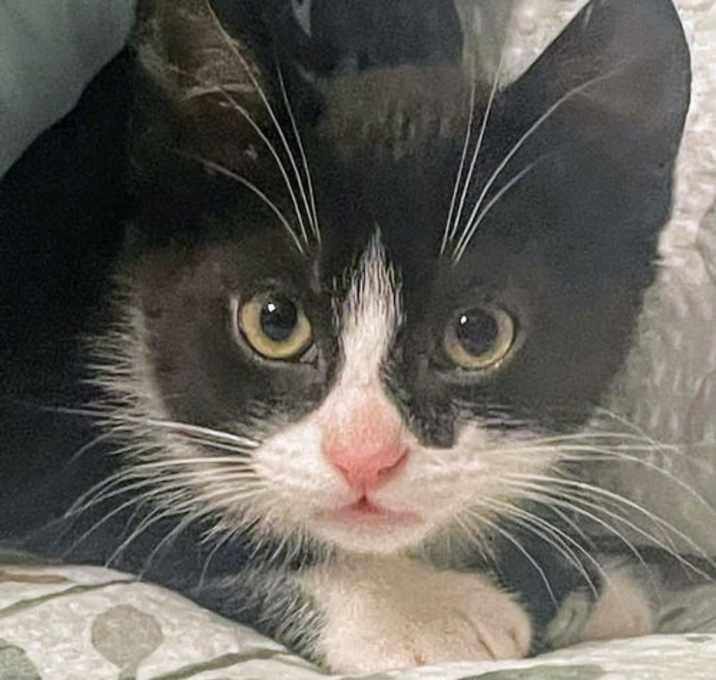 Photo of Jordon Kitten