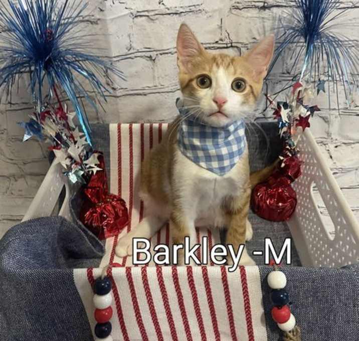 Photo of Barkley Kitten