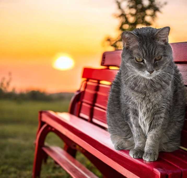 Photo of Luna