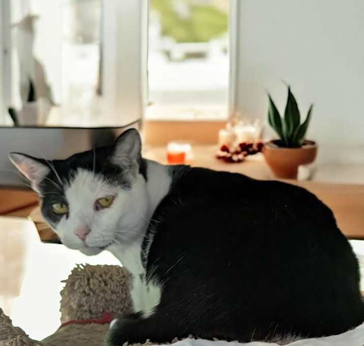Photo of Olive
