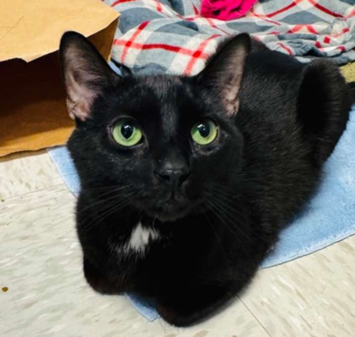 Photo of Sox