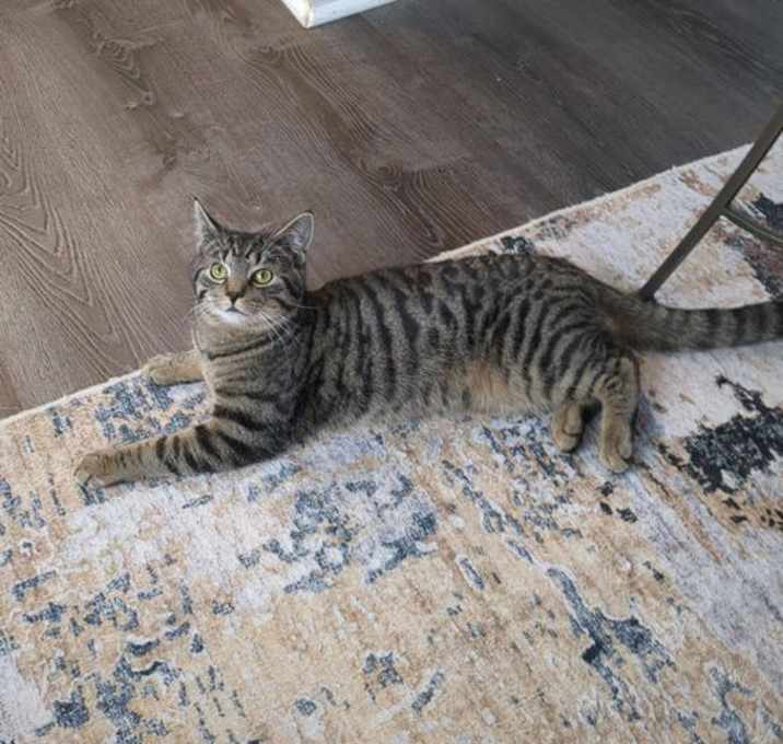 Photo of Meatball
