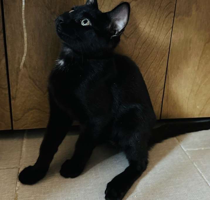 Photo of Lemon 2