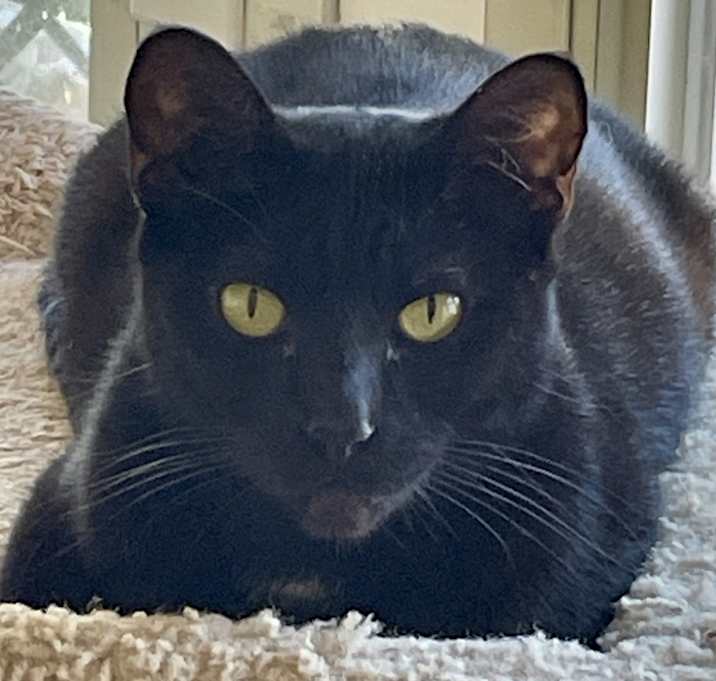 Photo of ESTRELLA