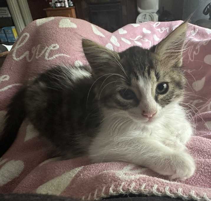 Photo of Roller (BONDED WITH RAMPAGE)