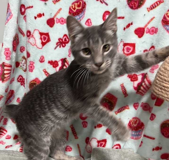 Photo of Bobbin