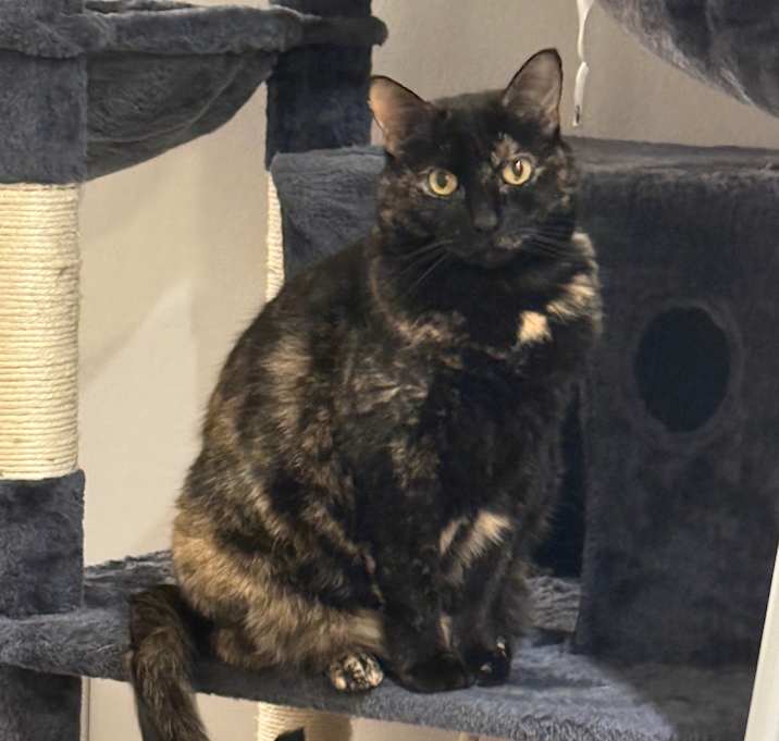Photo of Bibi