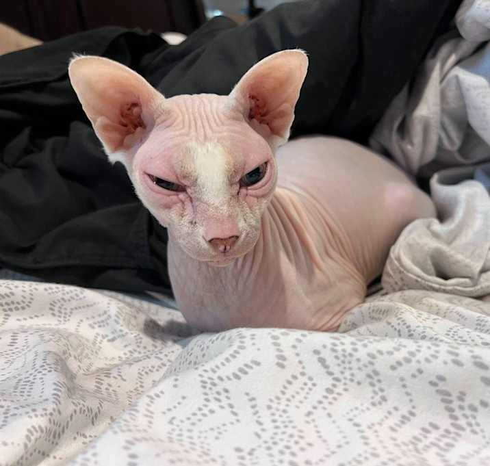 Photo of Princess Leia