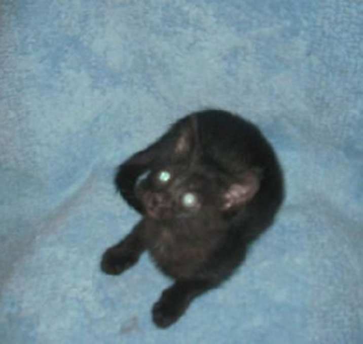 Photo of Midnight