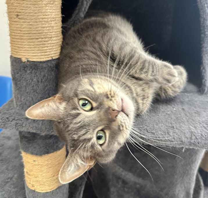 Photo of Pepper