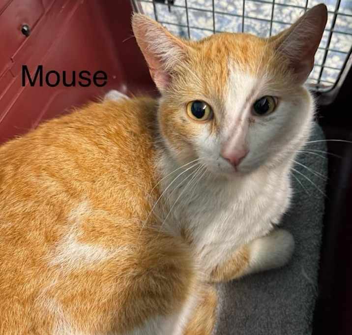 Photo of Mouse