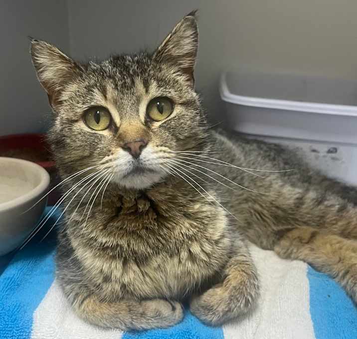 Photo of Muffin