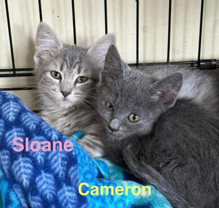 Photo of Sloane
