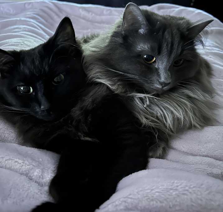 Photo of Sage and zorua