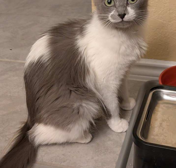 Photo of Iris