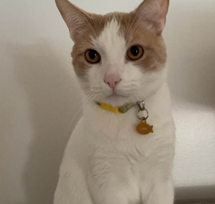 Photo of Lunar