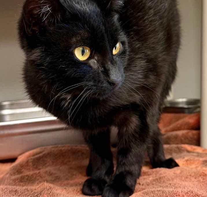 Photo of Lotus