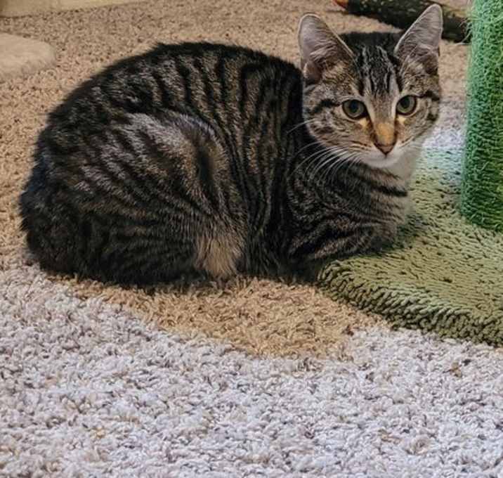 Photo of Misty