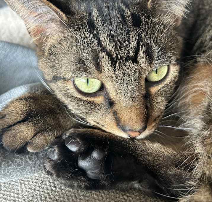 Photo of Meowzers