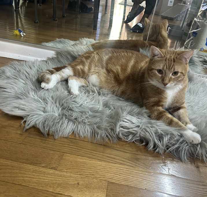 Photo of Milo