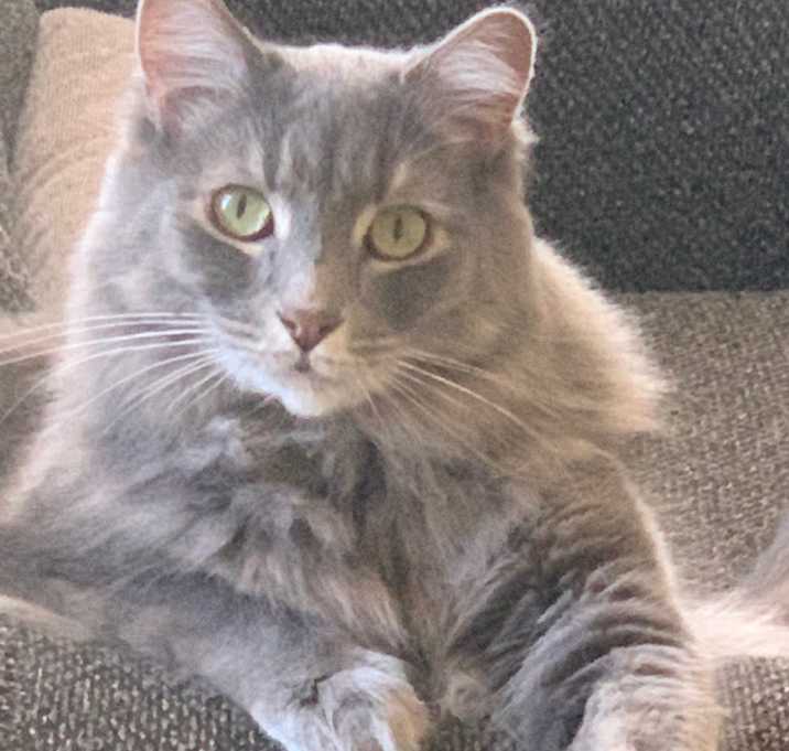 Photo of Maverick