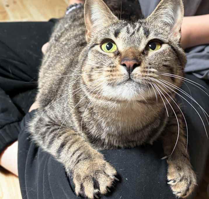 Photo of Tigris