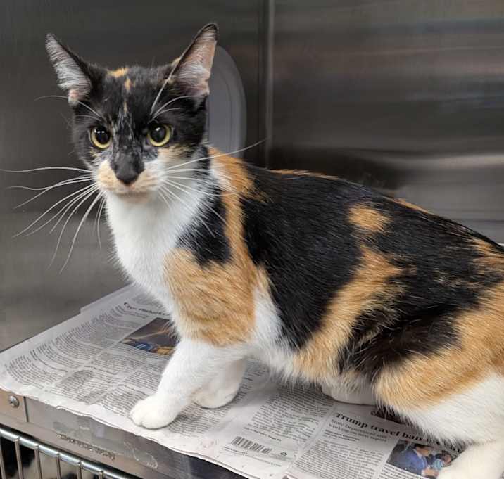 Photo of Patches- PetSmart Belleville