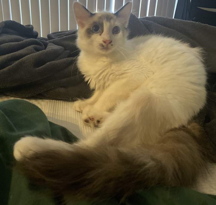Photo of Moomoo