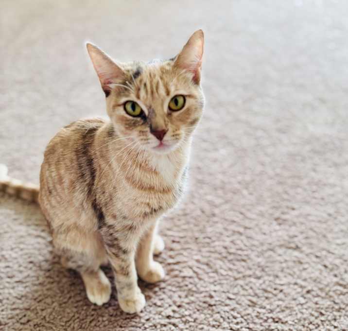 Photo of Nexi