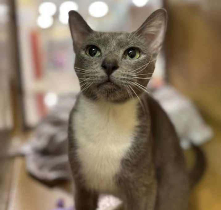Photo of Hazelnut